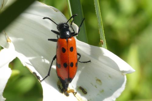 Réf. 237 417 : Mylabris quadripunctata